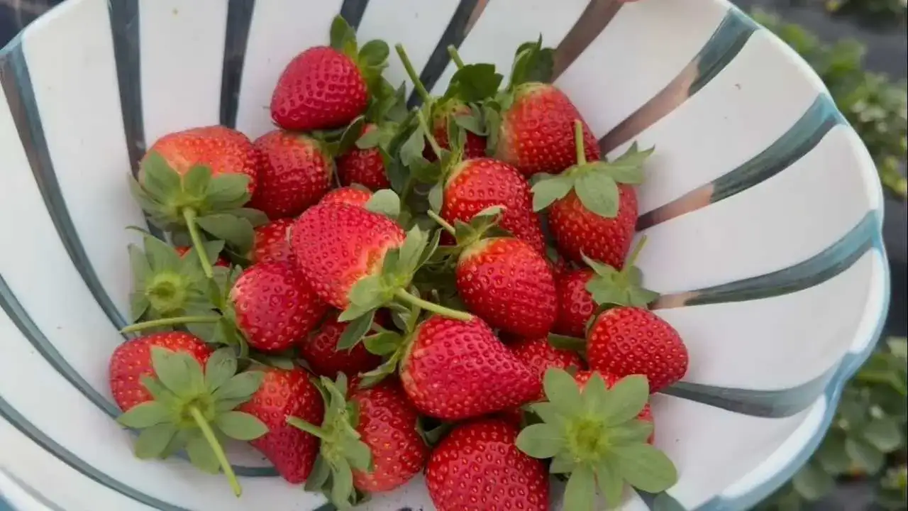 Mersin’de Çilek Hasadı: Toprakla Reyon Arası Fiyat Uçurumu! 4